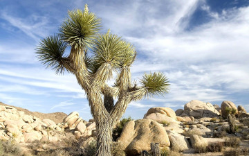 Картинка дерево джошуа природа деревья пустыня камни