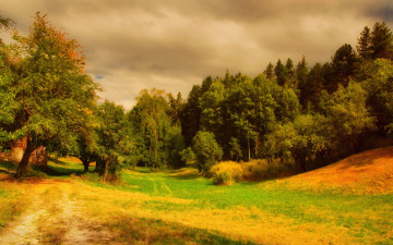 Картинка природа лес осень красиво трава пригорок
