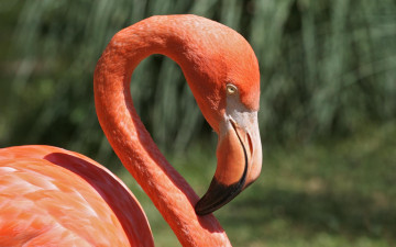 Картинка животные фламинго розовый шея клюв