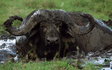Картинка животные коровы буйволы буйвол саванна лужа грязевая ванна