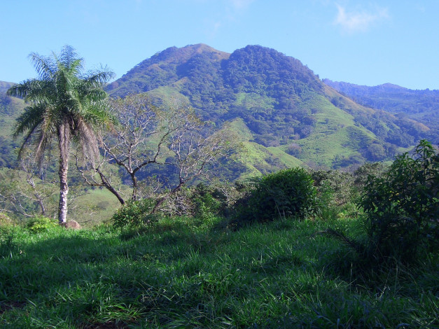 Обои картинки фото природа, тропики, трава, пальмы, горы