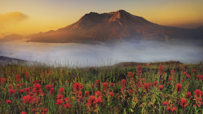 Обои картинки фото природа, луга, цветы, гора, туман, луг
