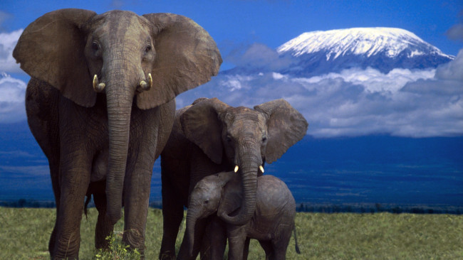 Обои картинки фото животные, слоны, семейство, африка, гора