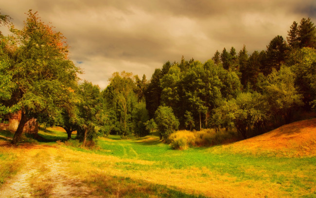 Обои картинки фото природа, лес, осень, красиво, трава, пригорок