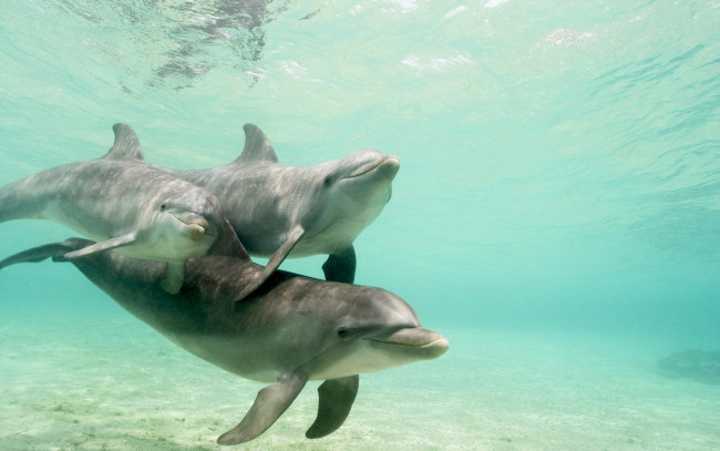 Обои картинки фото животные, дельфины, океан, подводный, мир