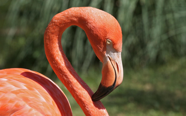 Обои картинки фото животные, фламинго, розовый, шея, клюв