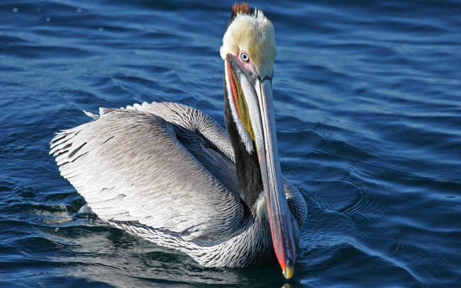 Обои картинки фото животные, пеликаны, вода, пеликан, заплыв