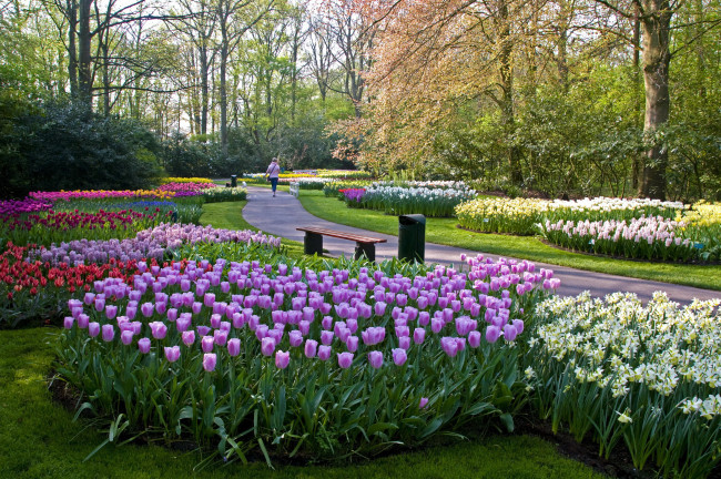 Обои картинки фото keukenhof, lisse, netherlands, природа, парк, тюльпаны, нарциссы, дорожки, скамейки