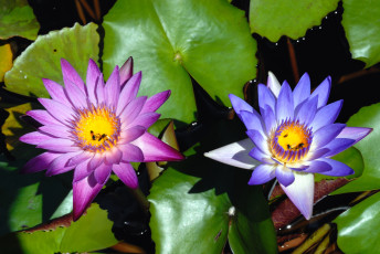 Картинка цветы лилии водяные нимфеи кувшинки насекомые пара