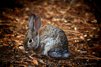 Картинка животные кролики зайцы зайчик