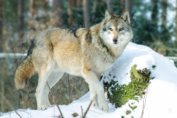 Картинка животные волки зима хищник