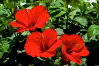 Картинка цветы гибискусы красный трио