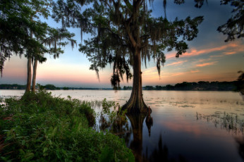Картинка сша флорида природа реки озера кустарник облака река деревья