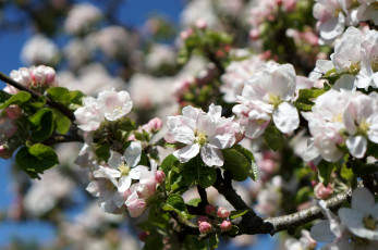 Картинка цветы цветущие деревья кустарники яблоня весна
