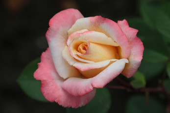 Картинка цветы розы красавица макро