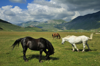Картинка животные лошади луг пастбище горы пейзаж кони