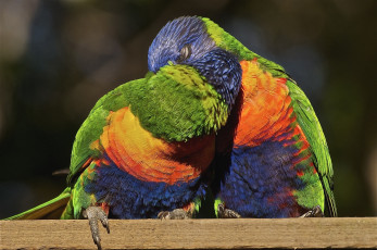 Картинка животные попугаи поцелуй