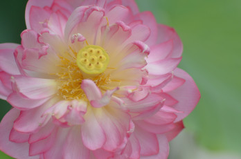 Картинка цветы лотосы макро розовый