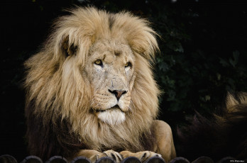Картинка животные львы царь грива