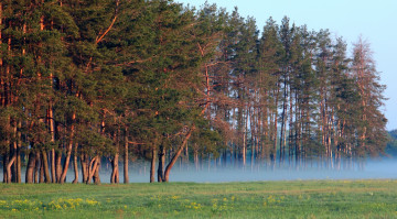 Картинка природа лес сосны туман тишина опушка