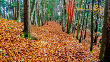 Картинка природа лес свет стволы листва осень