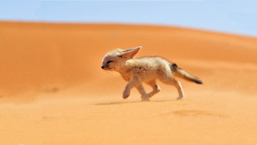 Картинка животные лисы зверек песок фенек