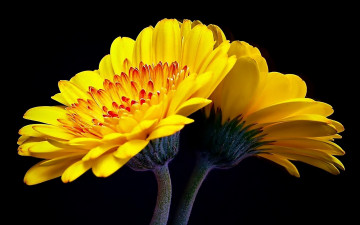 Картинка цветы герберы желтый цветок