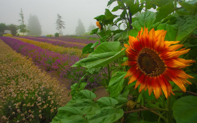Обои картинки фото цветы, разные, вместе, поле, туман, гряды, подсолнух