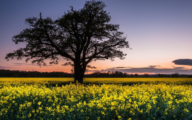 Обои картинки фото природа, поля, поле, желтые, цветы, дерево