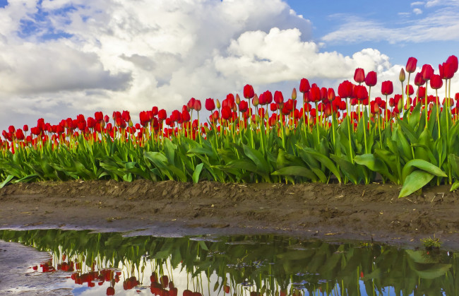 Обои картинки фото цветы, тюльпаны, плантация, вода, красота