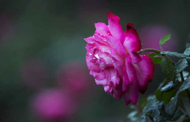 Обои картинки фото цветы, розы, розовый, профиль