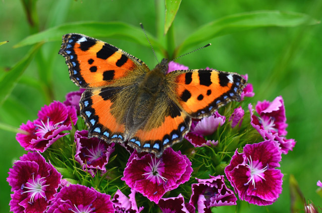 Обои картинки фото животные, бабочки, гвоздика, крылья, яркий