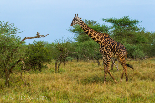 Обои картинки фото животные, жирафы, пятна, шея