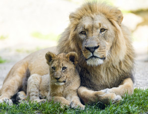 обоя животные, львы, отец, сын