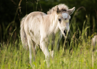 Картинка животные лошади трава малыш лето луг жеребенок