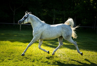 Картинка животные лошади конь рысь бег серый