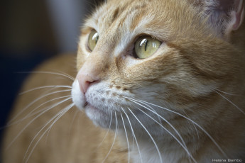 Картинка животные коты мордочка рыжий усы