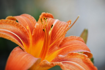 Картинка цветы лилии +лилейники оранжевый лепестки