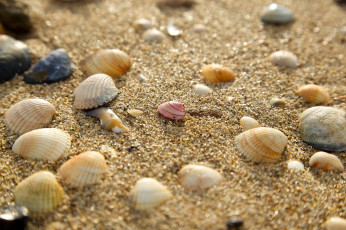 Картинка разное ракушки +кораллы +декоративные+и+spa-камни песок макро