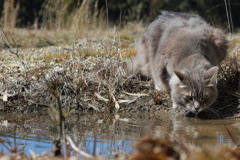 обоя животные, коты, вода, серая, кошка, водоем, пьет