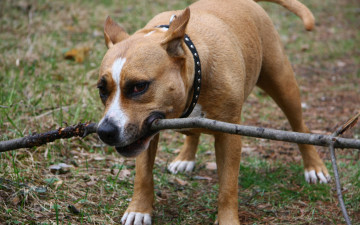 Картинка животные собаки палка пес собака трава ошейник хватка