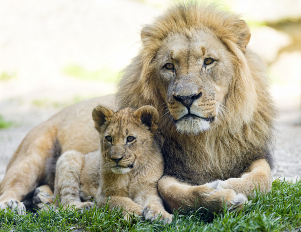 Обои картинки фото животные, львы, отец, сын