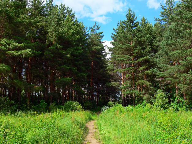 Обои картинки фото природа, лес, тропинка, трава, лето, Ярославль