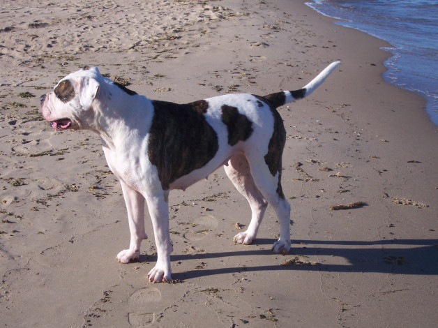 Обои картинки фото животные, собаки, песок, следы, пляж, собака, берег, море