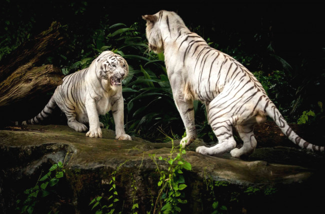 Обои картинки фото животные, тигры, драка