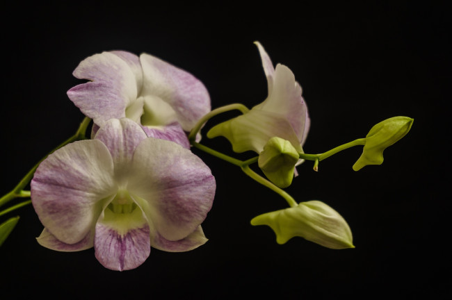Обои картинки фото цветы, орхидеи, макро, ветка