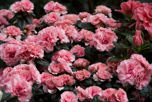 Обои картинки фото цветы, рододендроны , азалии, розовый, куст