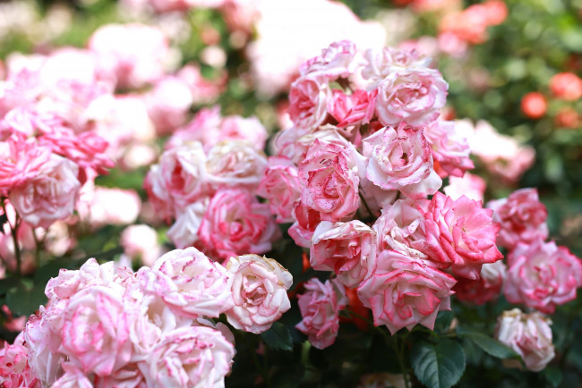 Обои картинки фото цветы, розы, лепестки, розовый