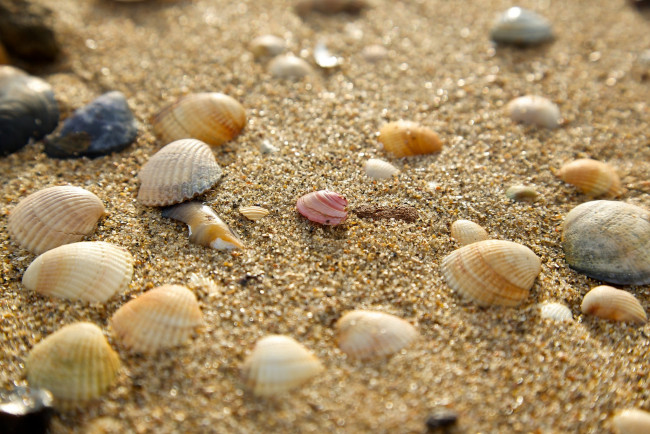 Обои картинки фото разное, ракушки,  кораллы,  декоративные и spa-камни, песок, макро
