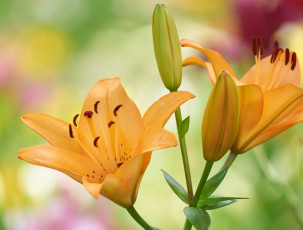 Картинка цветы лилии +лилейники бутон оранжевые фон макро
